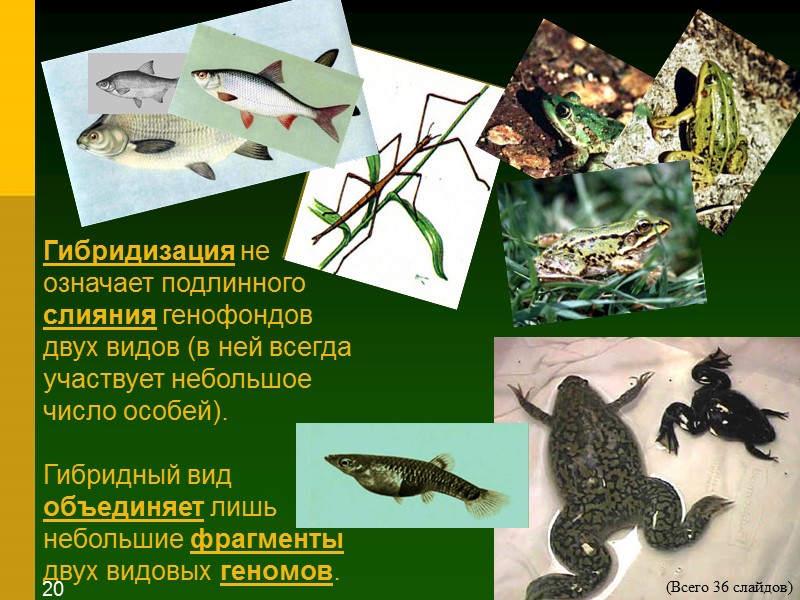 Гибридизация не означает подлинного слияния генофондов двух видов (в ней всегда участвует небольшое число